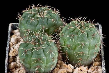 Gymnocalycium baldianum v. albiflorum JPR 177-542